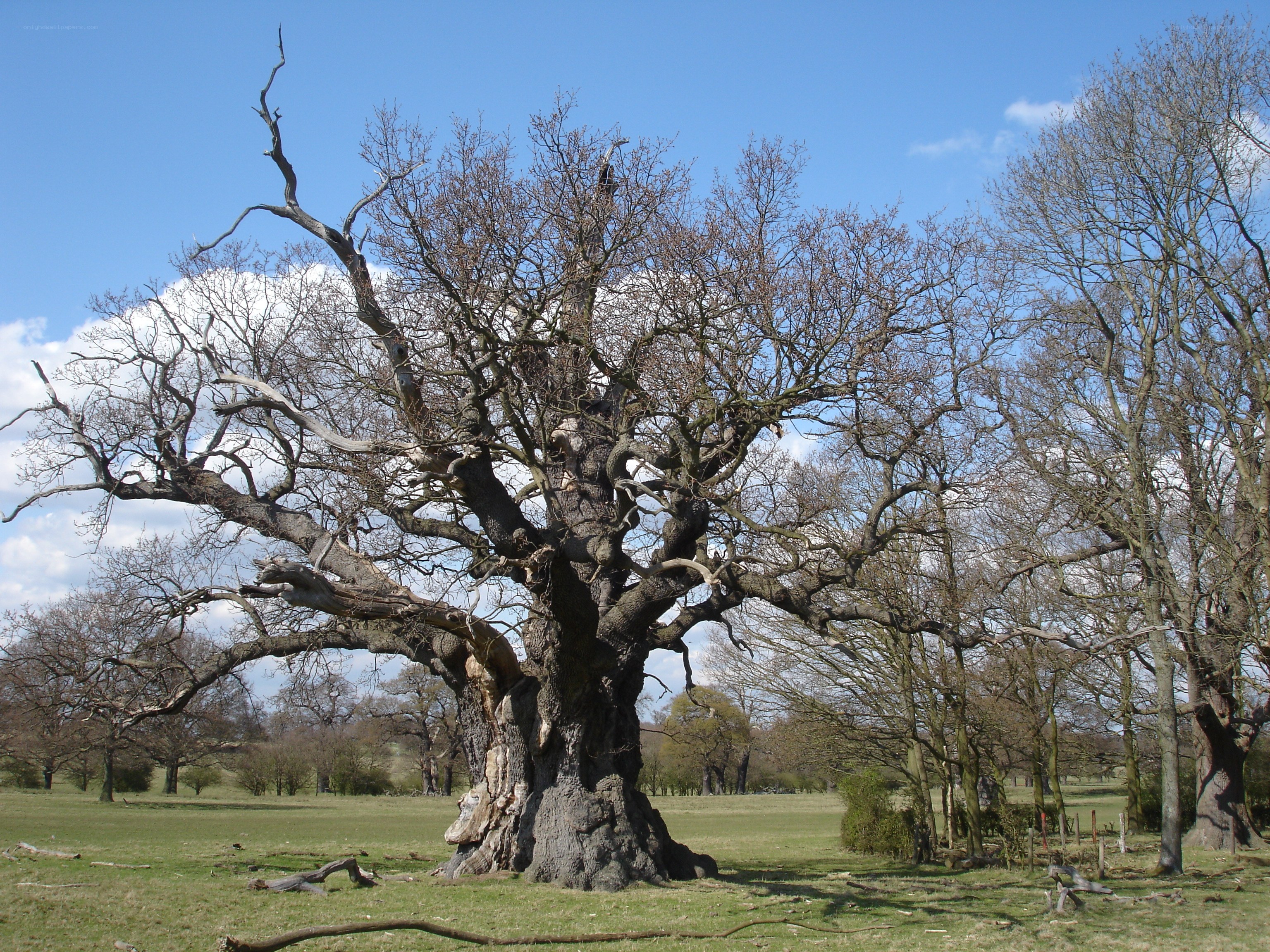 ancient oak tree in field