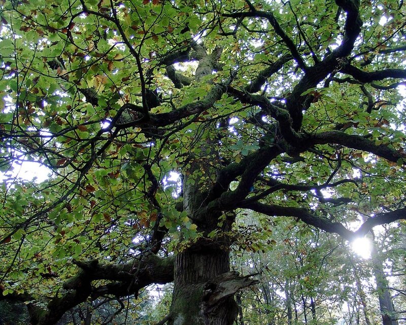 ancient oak tree in forest