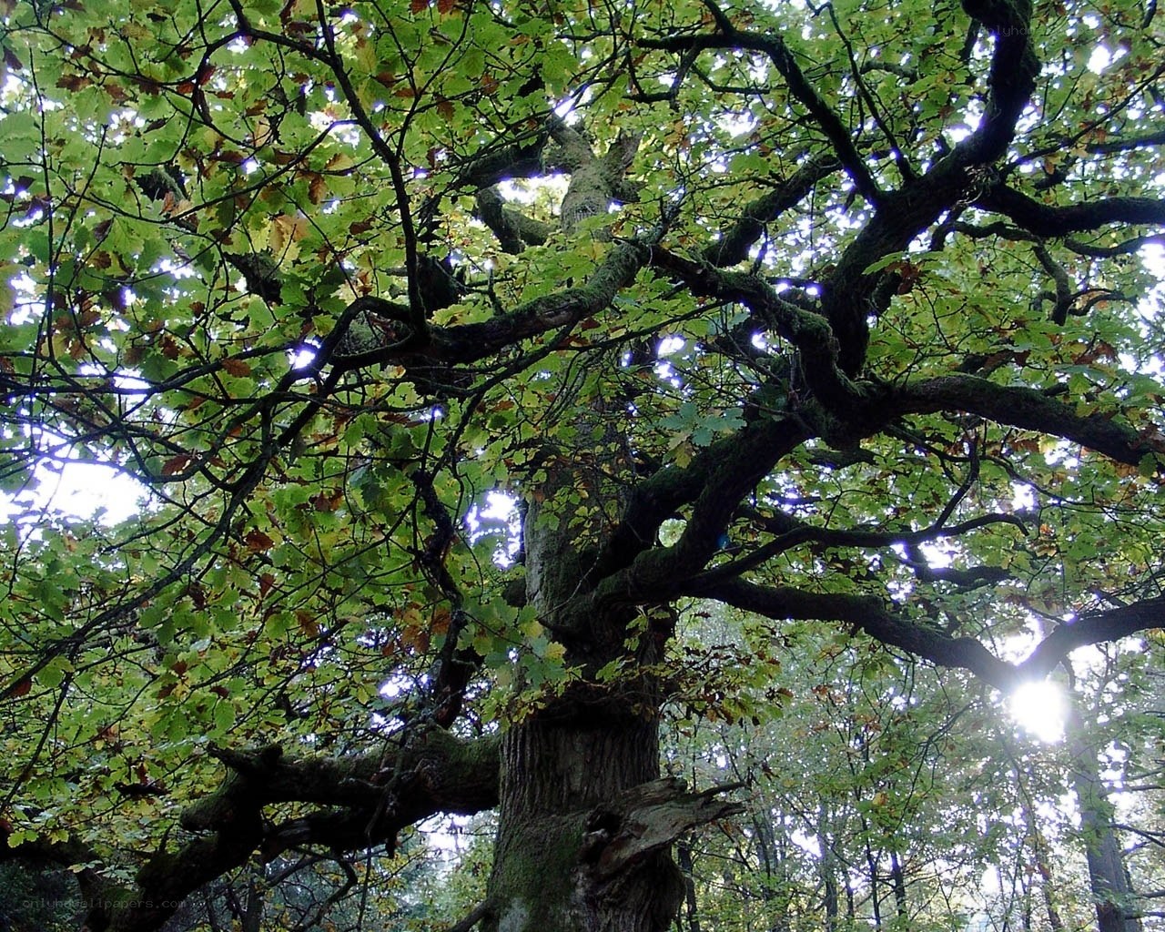 ancient oak tree in forest