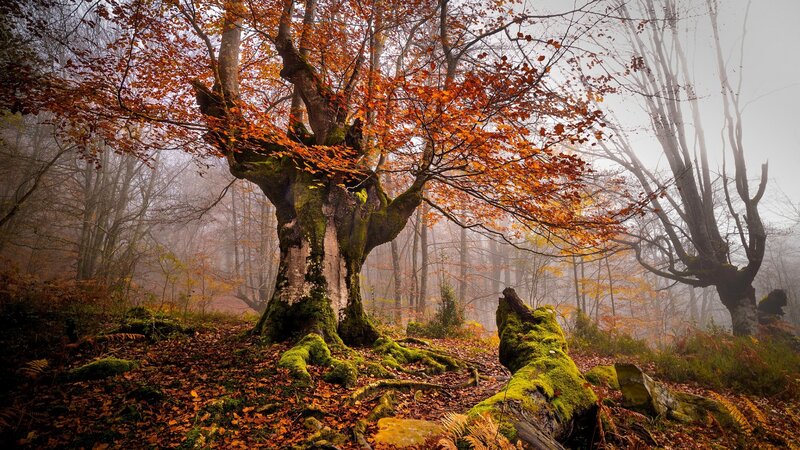 Ancient Oak Tree in Forest — Orange