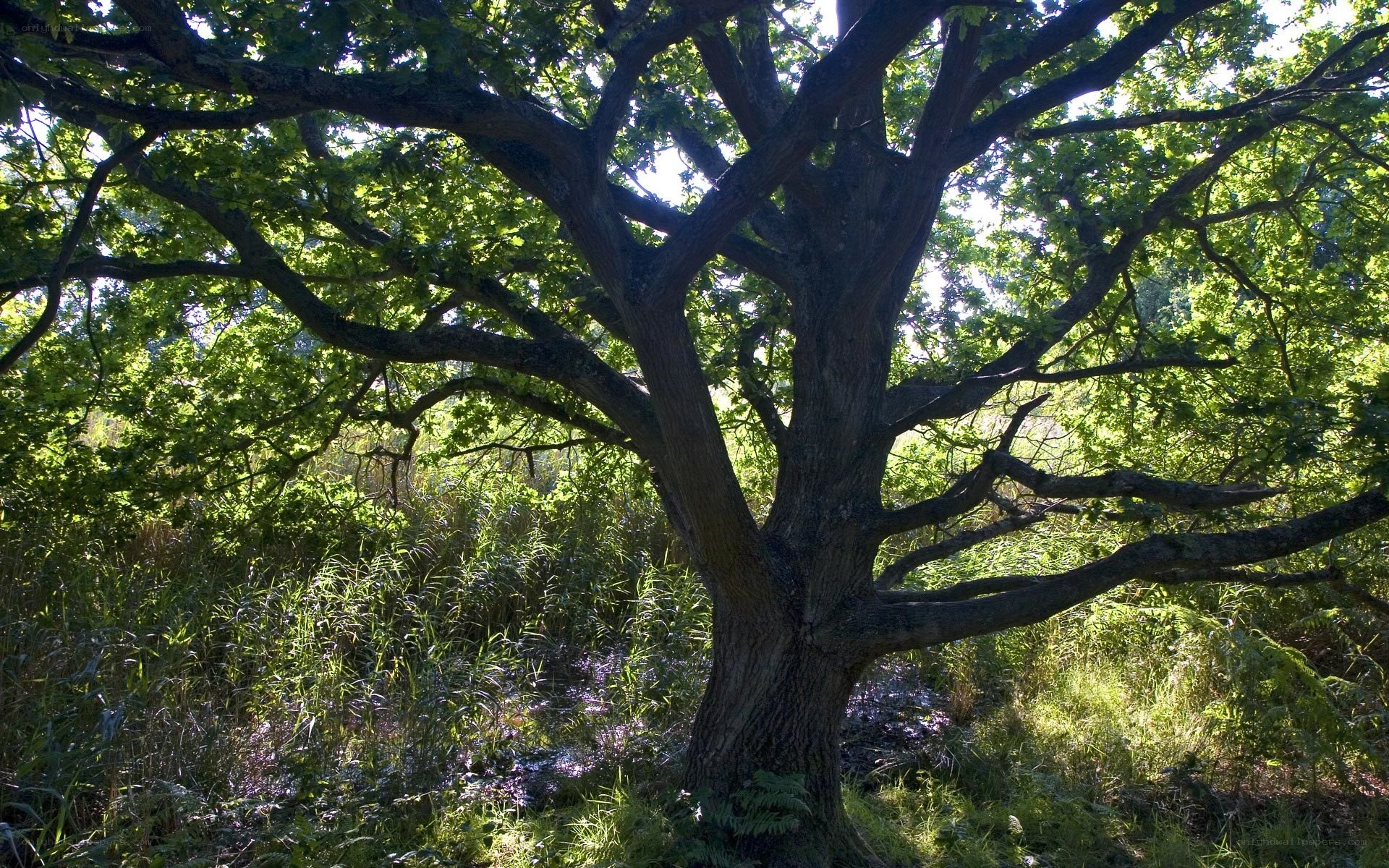 Ancient oak tree in forest