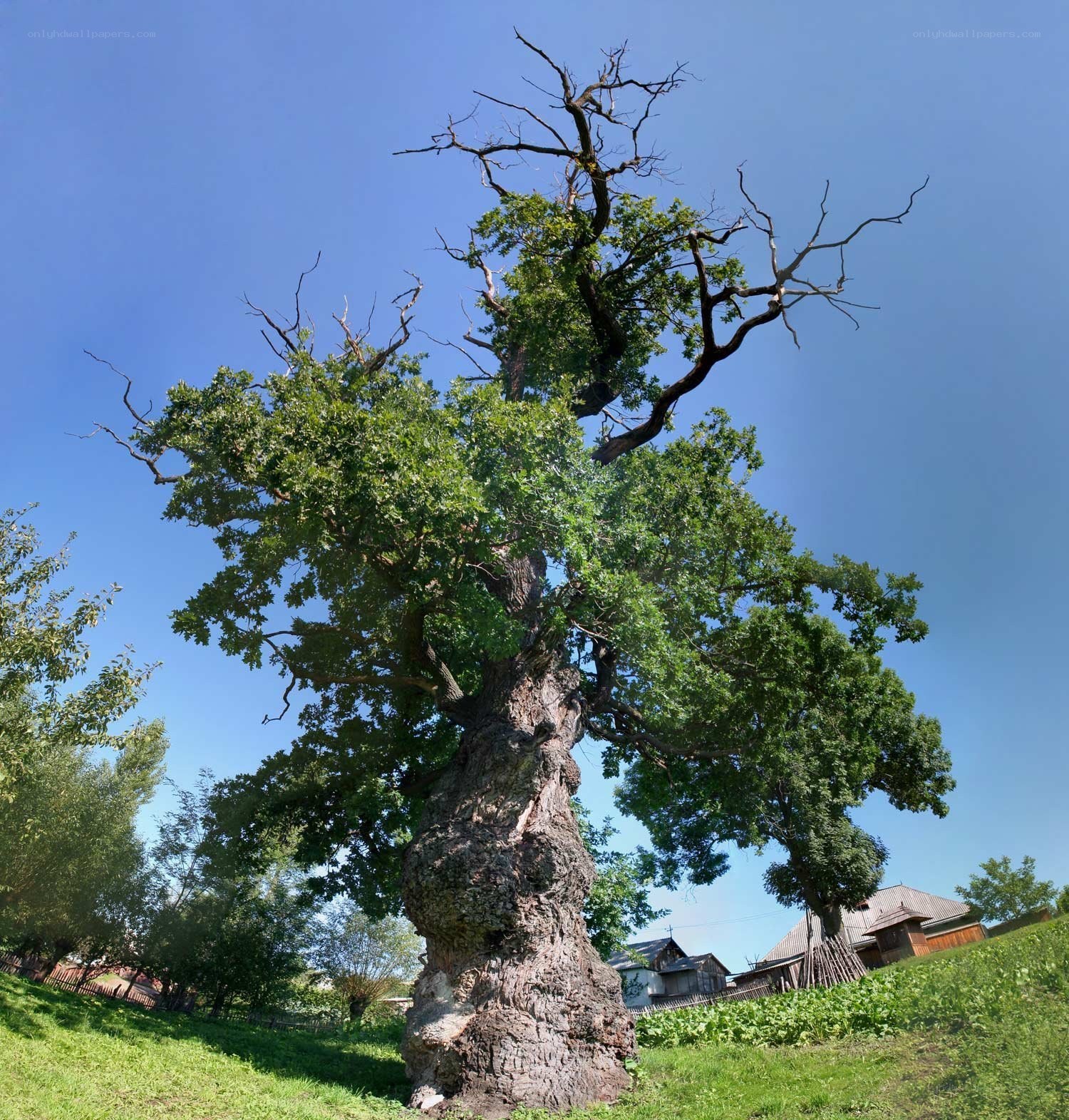 ancient oak tree in village