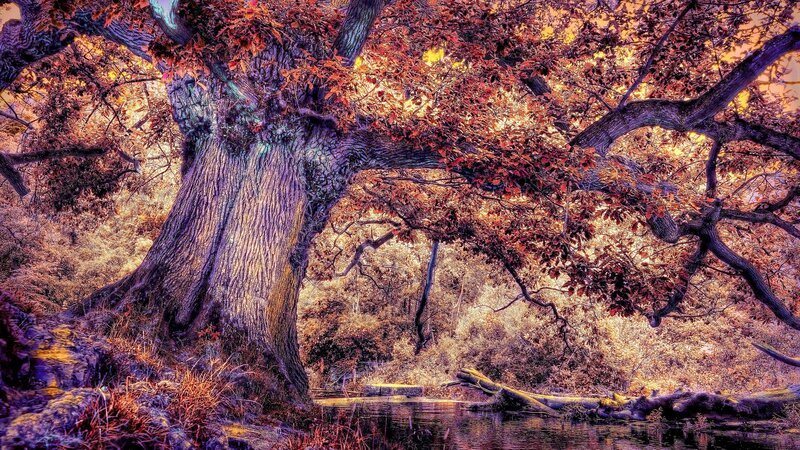 Ancient Oak Tree — Orange, Dramatic