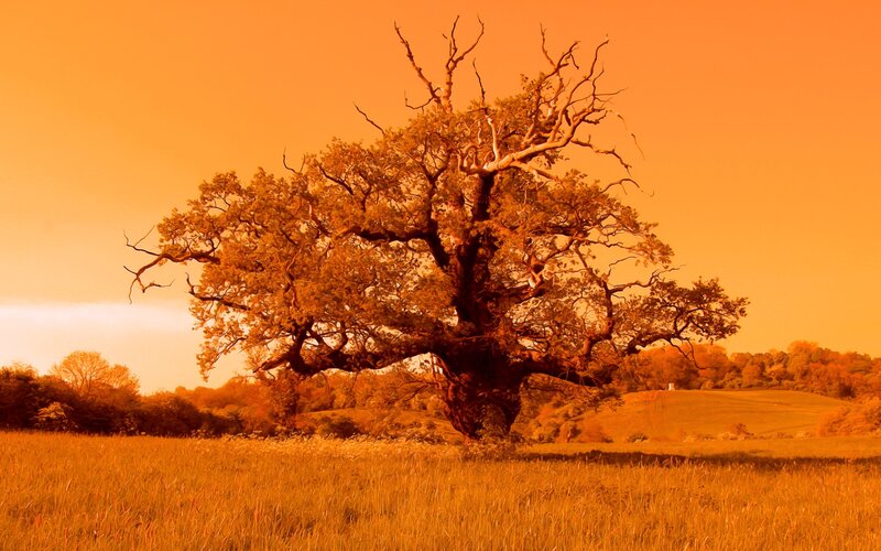 Ancient Oak Tree — Orange