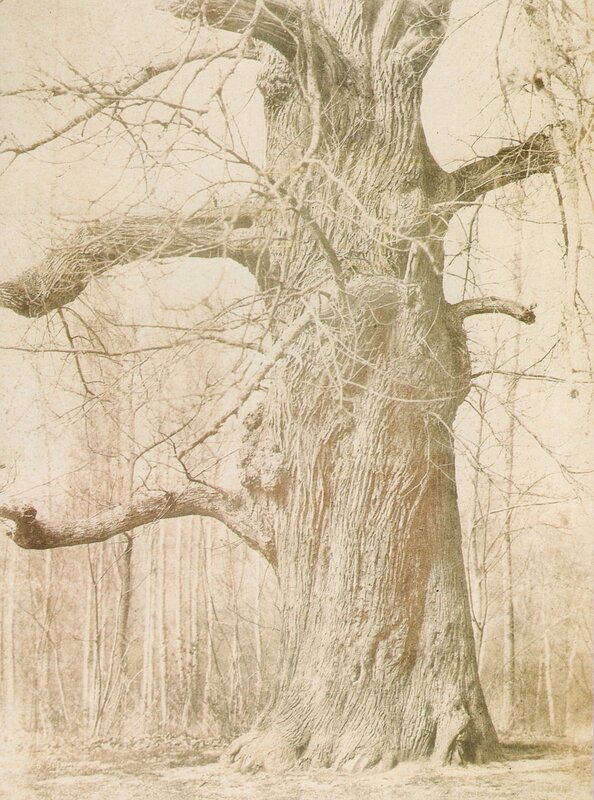 Ancient Oak Tree — Sepia