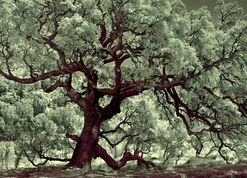 Ancient Oak Tree