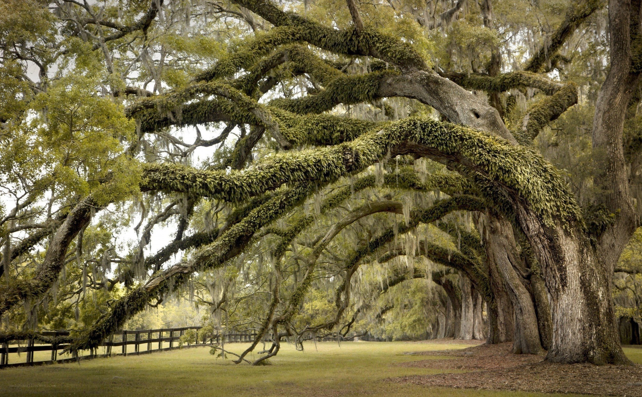 ancient oak tree with spanish moss