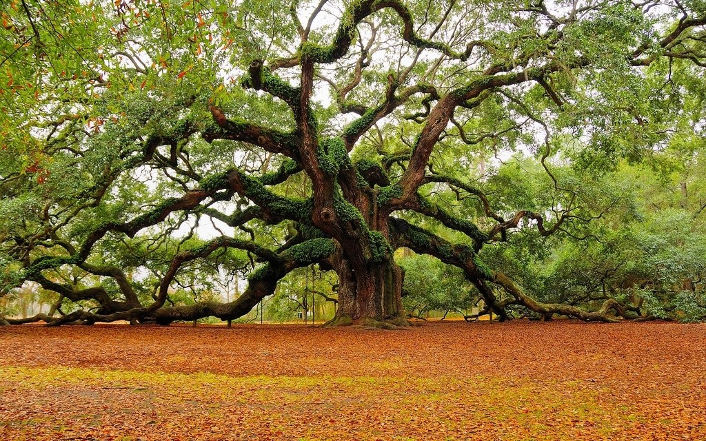 Ancient oak tree with sprawling branches