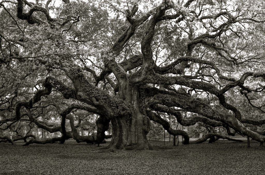 Ancient oak tree with sprawling branches
