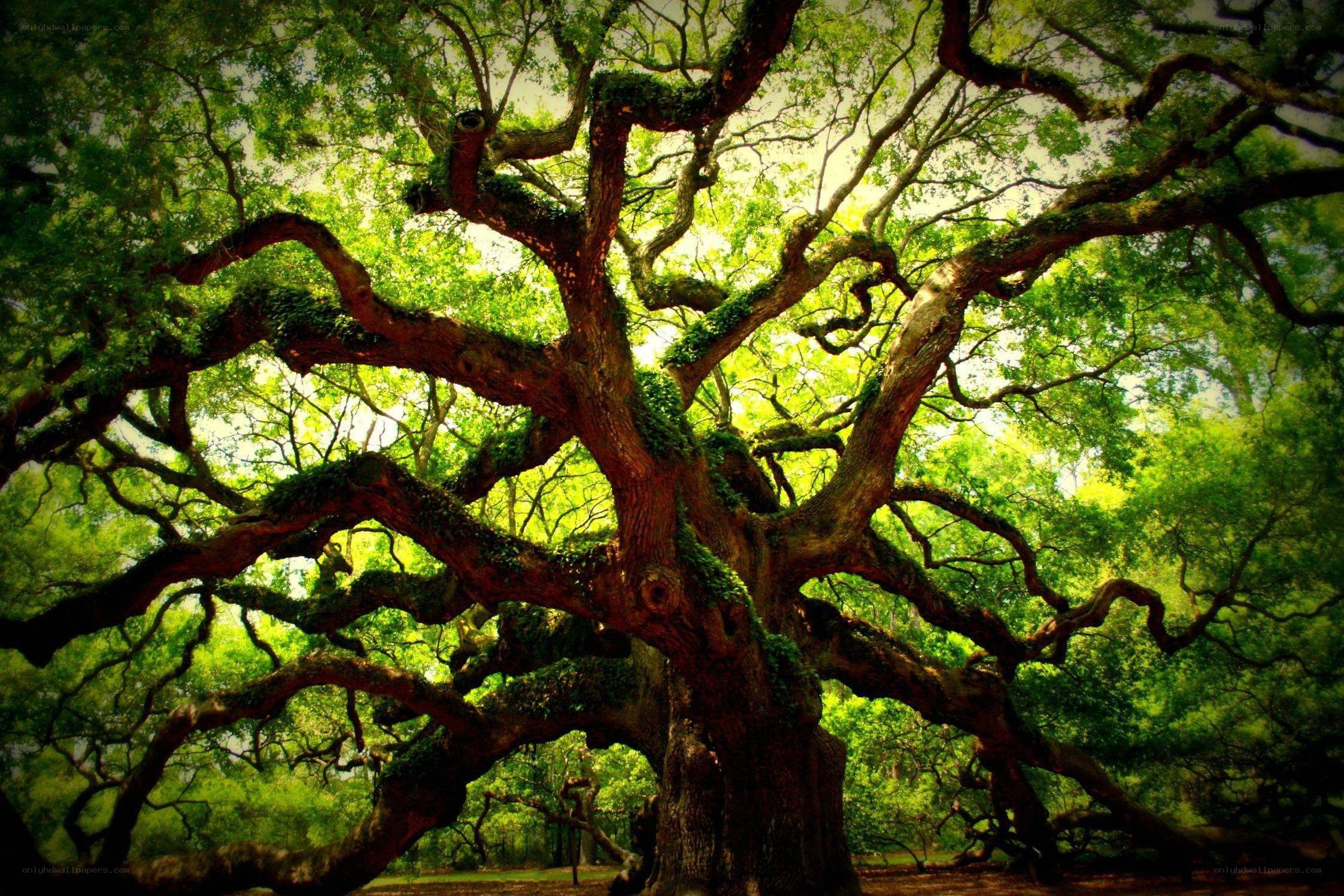 Ancient oak tree with sprawling branches