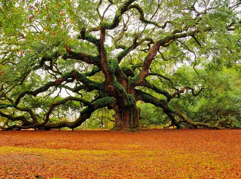 Ancient oak tree with sprawling branches