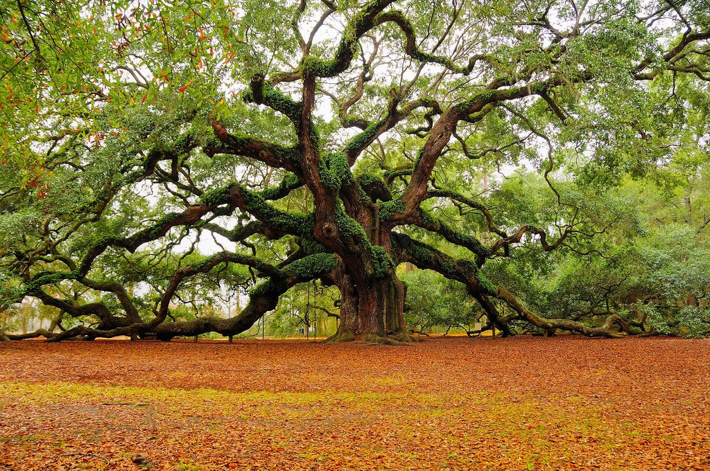 Ancient oak tree with sprawling branches