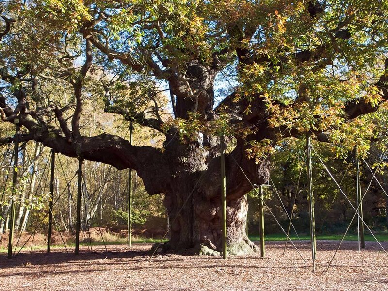 Ancient oak tree with support structure