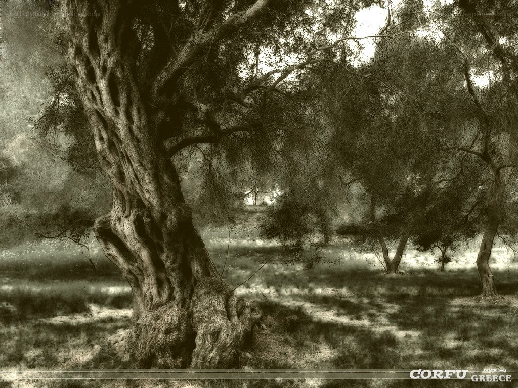 Ancient olive grove in Corfu