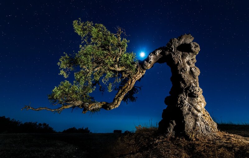 Ancient Olive Tree — Blue