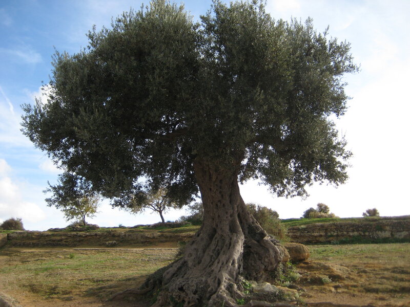 Ancient olive tree in a field