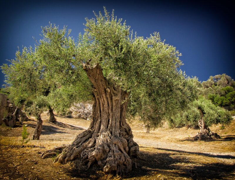 Ancient olive tree in a grove