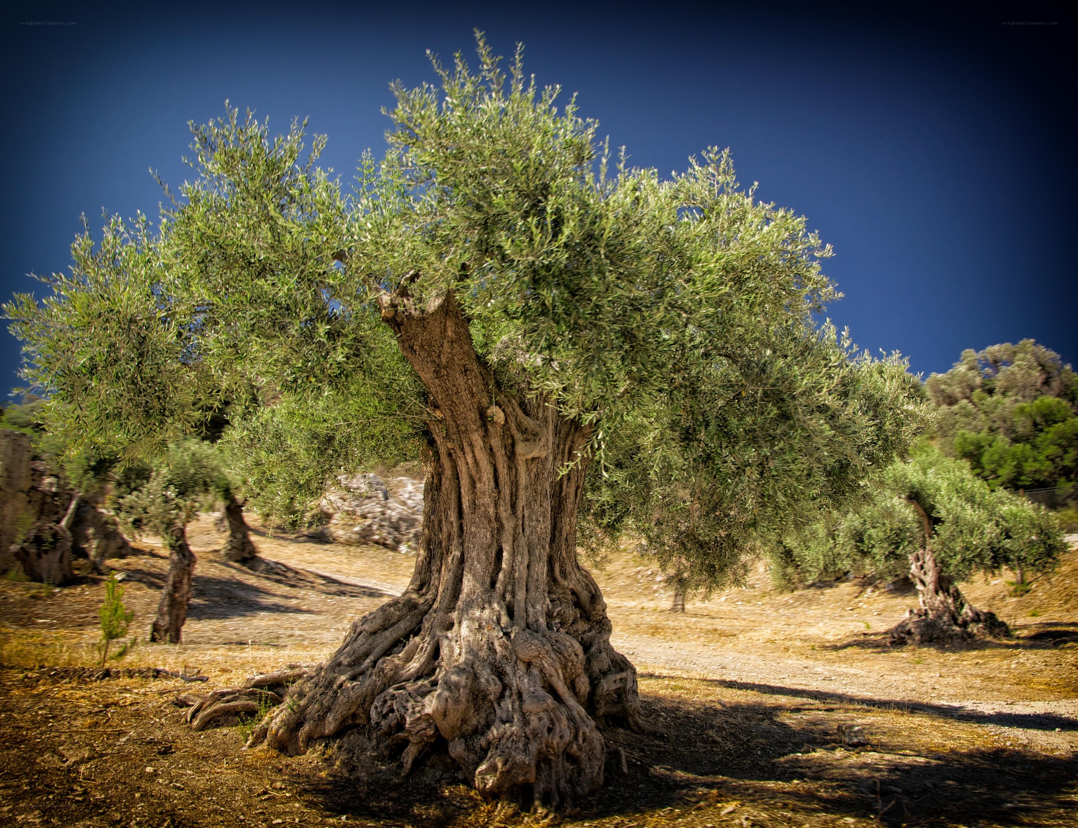 Ancient olive tree in a grove