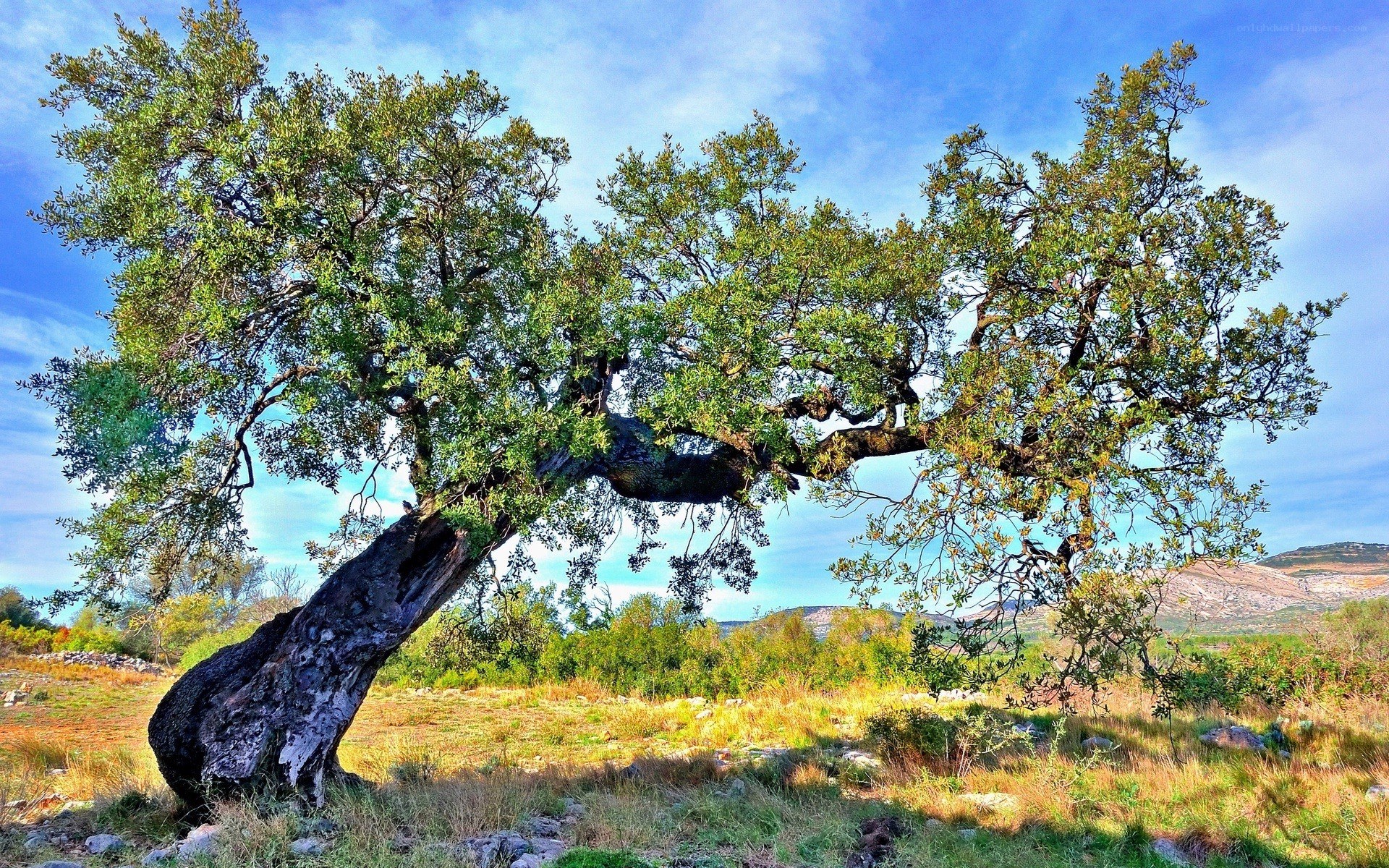 Ancient olive tree in a sunlit field