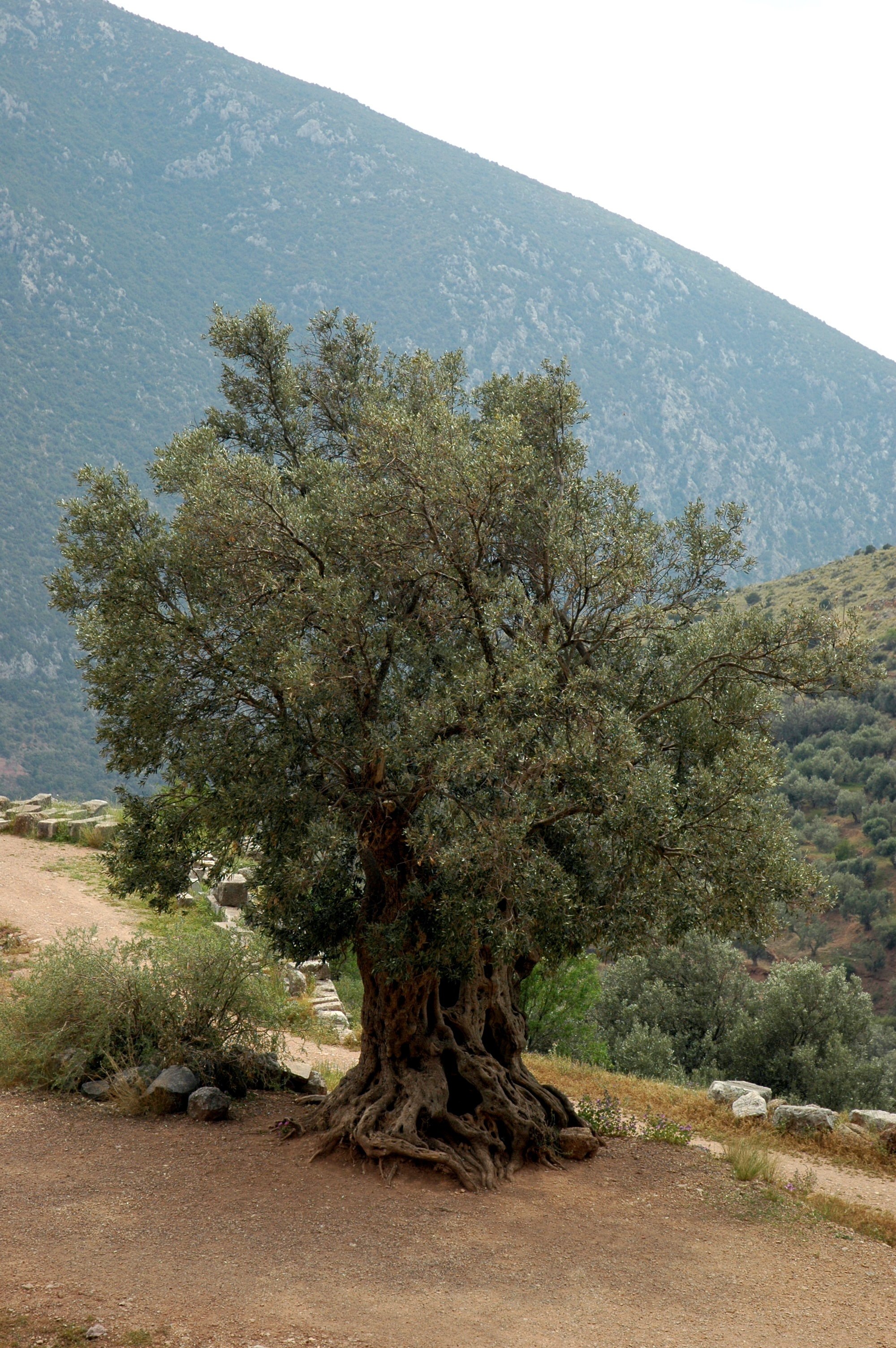 Ancient olive tree in mountain landscape
