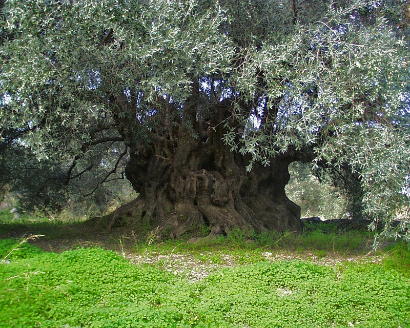 Ancient Olive Tree