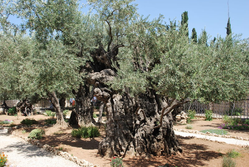 Ancient Olive Trees