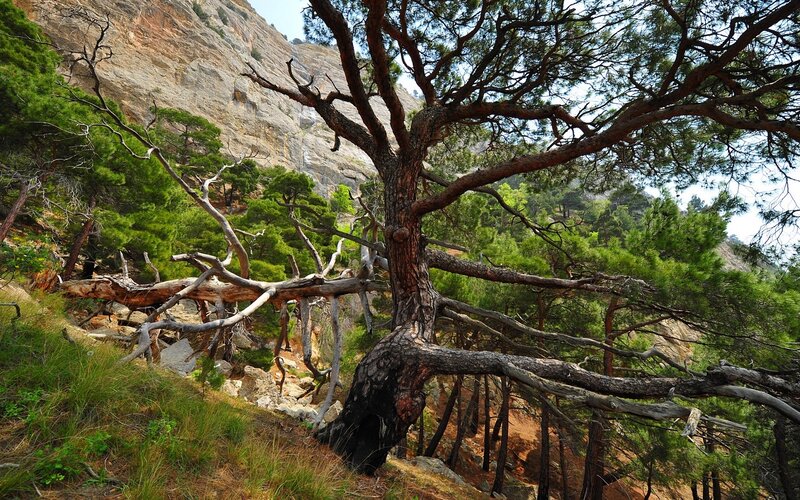 Ancient Pine Tree — Green, Natural