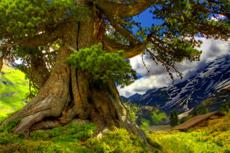 Ancient Pine Tree — Green, Serene, Afternoon