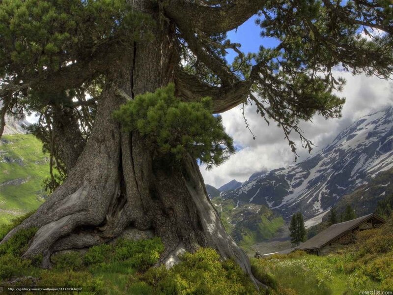 Ancient Pine Tree — Green, Serene, Summer, Photograph