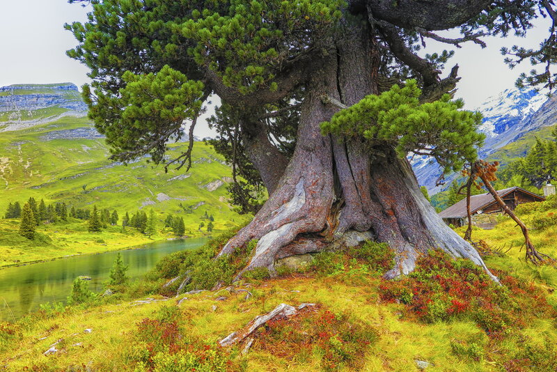 Ancient Pine Tree — Green, Serene, Summer