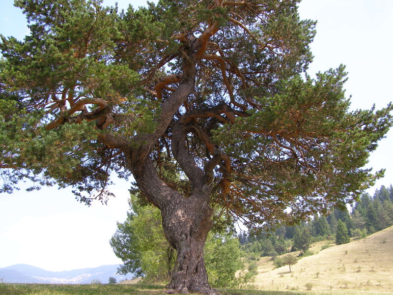 Ancient Pine Tree