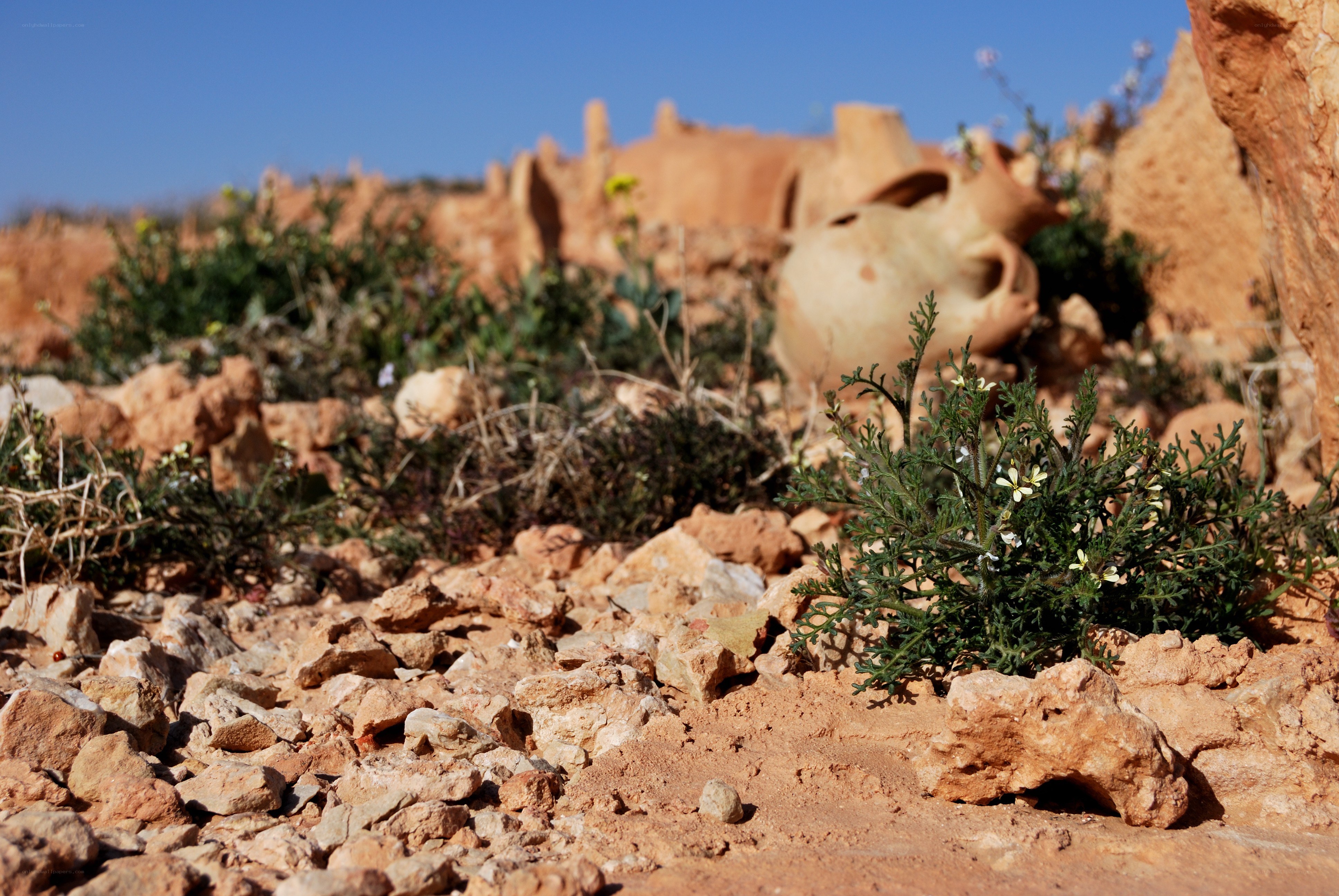 Ancient pottery in desert landscape