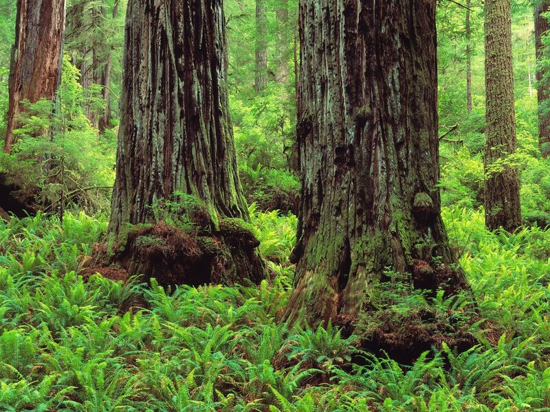 Ancient redwood forest