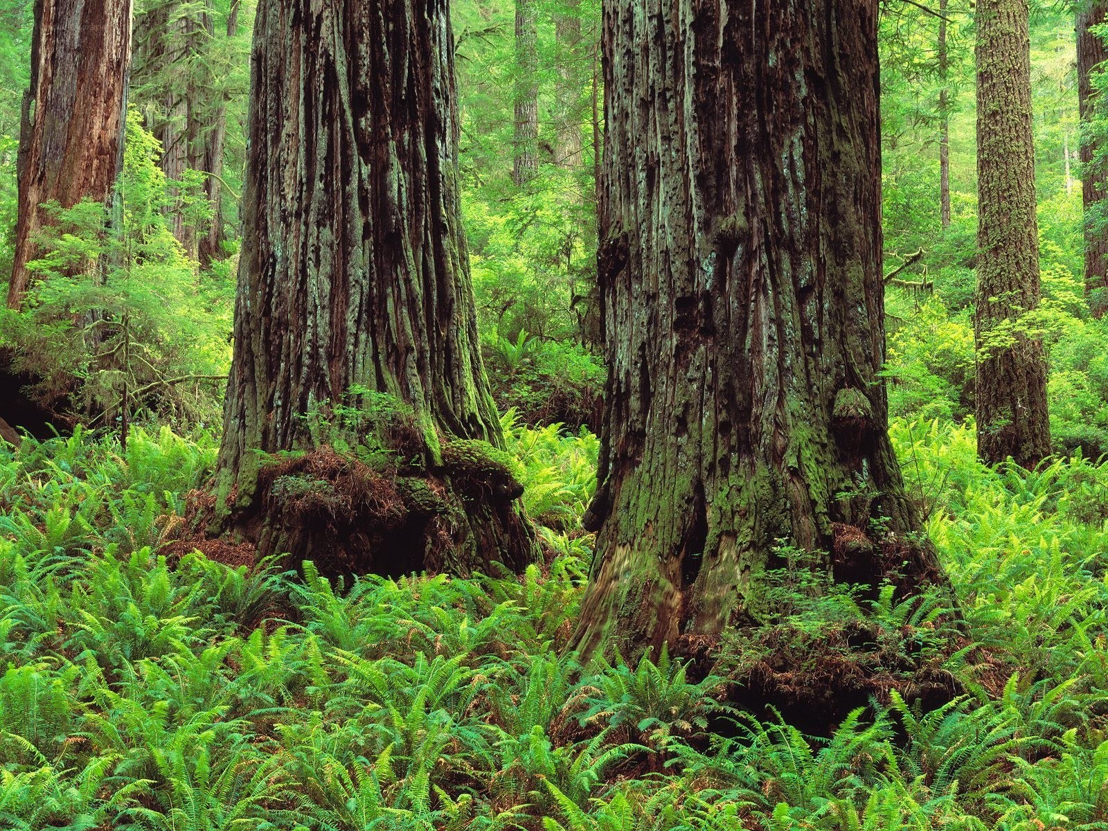 Ancient redwood forest