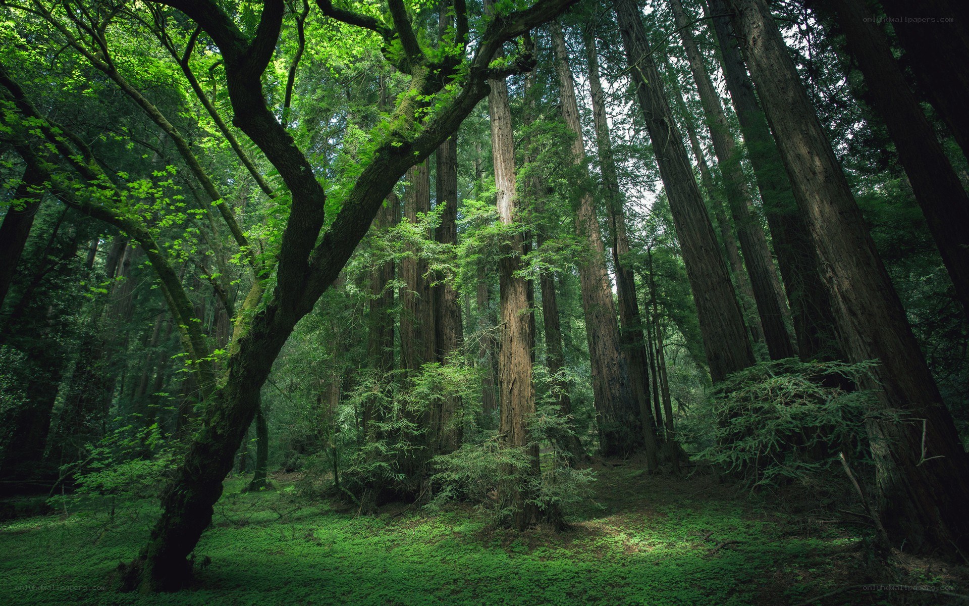 Ancient redwood forest