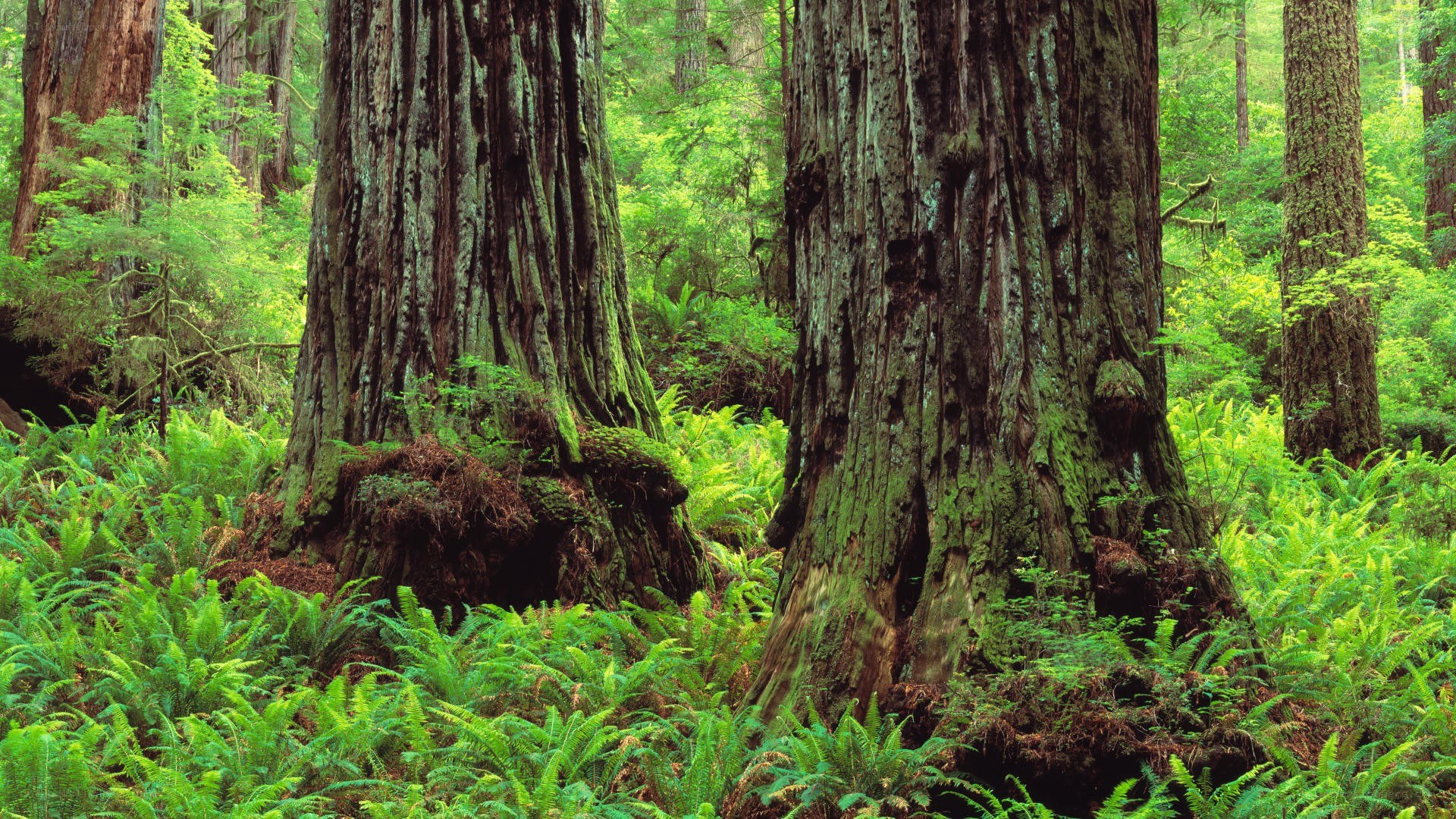 Ancient redwood forest