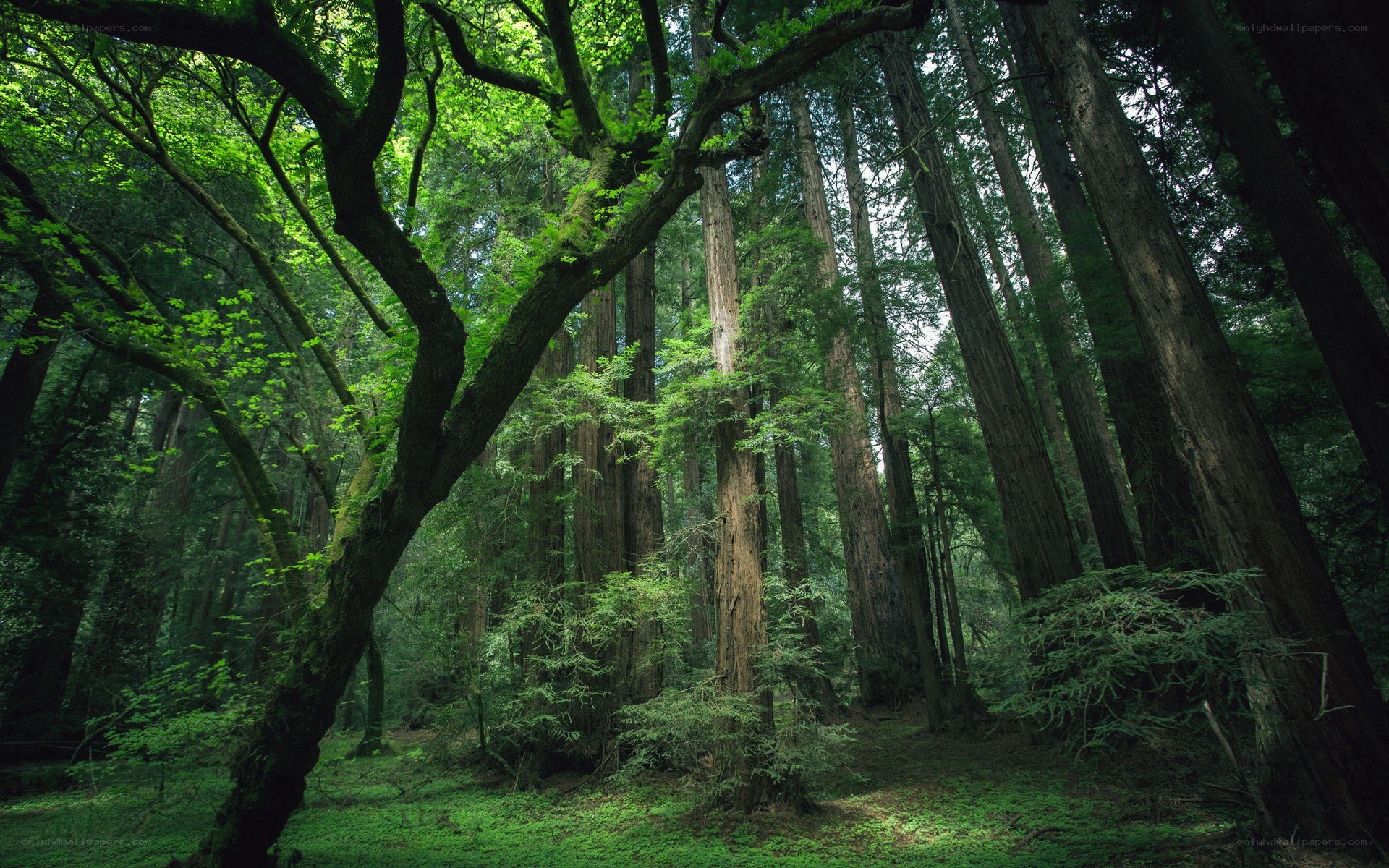 Ancient redwood forest