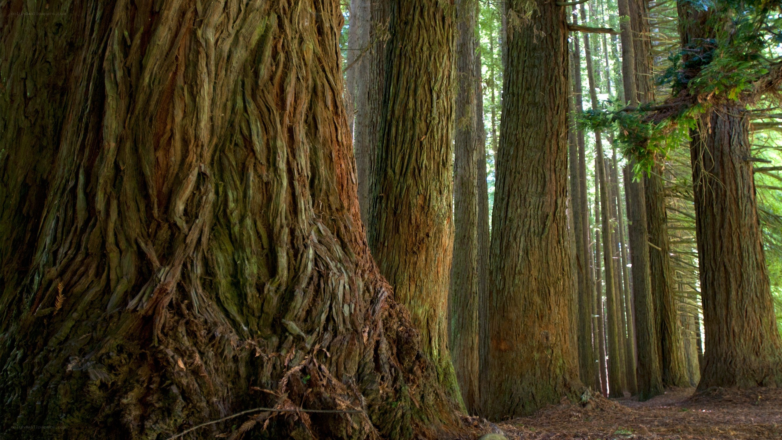ancient redwood forest