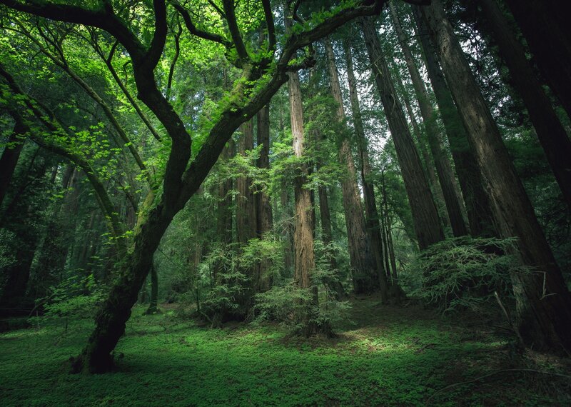 Ancient redwood forest