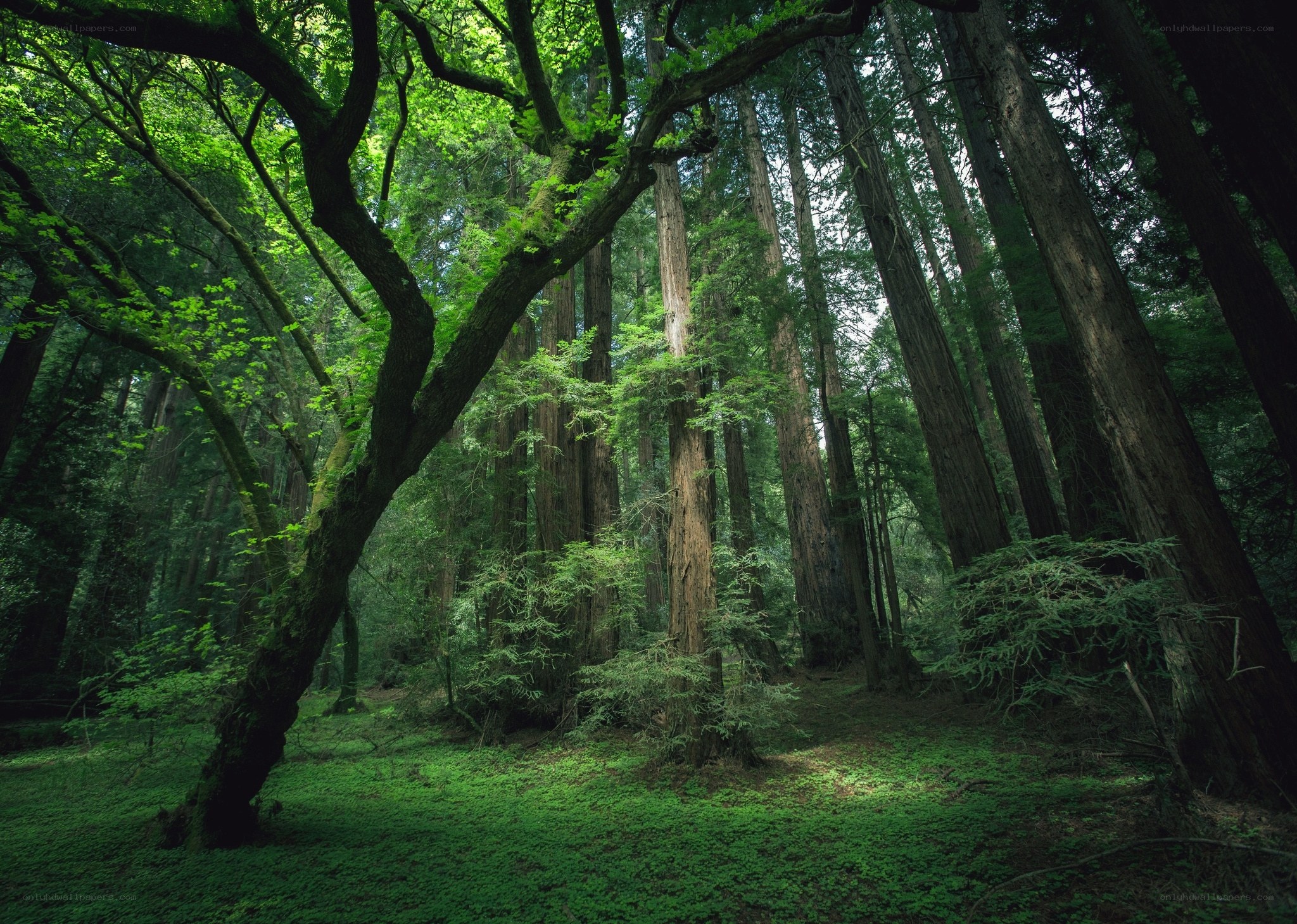 Ancient redwood forest