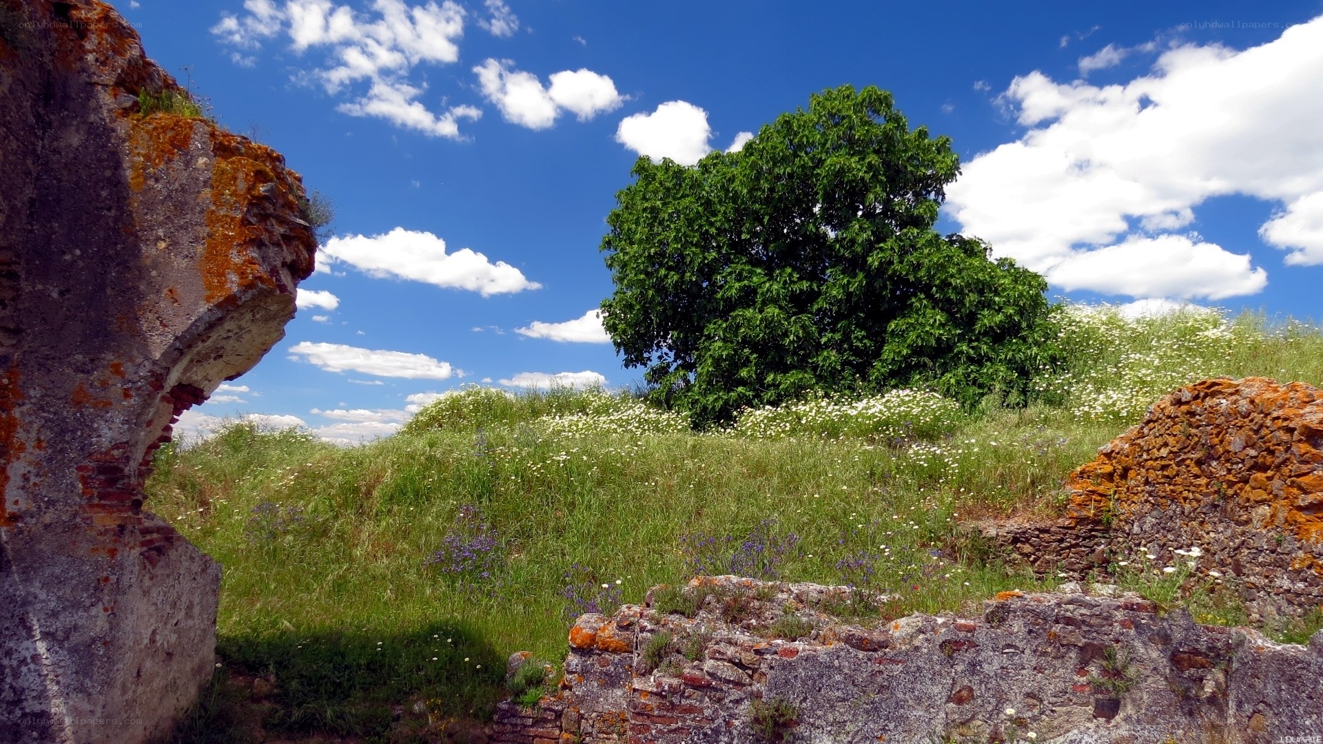Ancient ruins with green tree