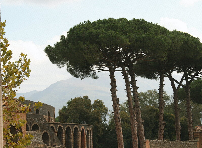 Ancient ruins with pine trees