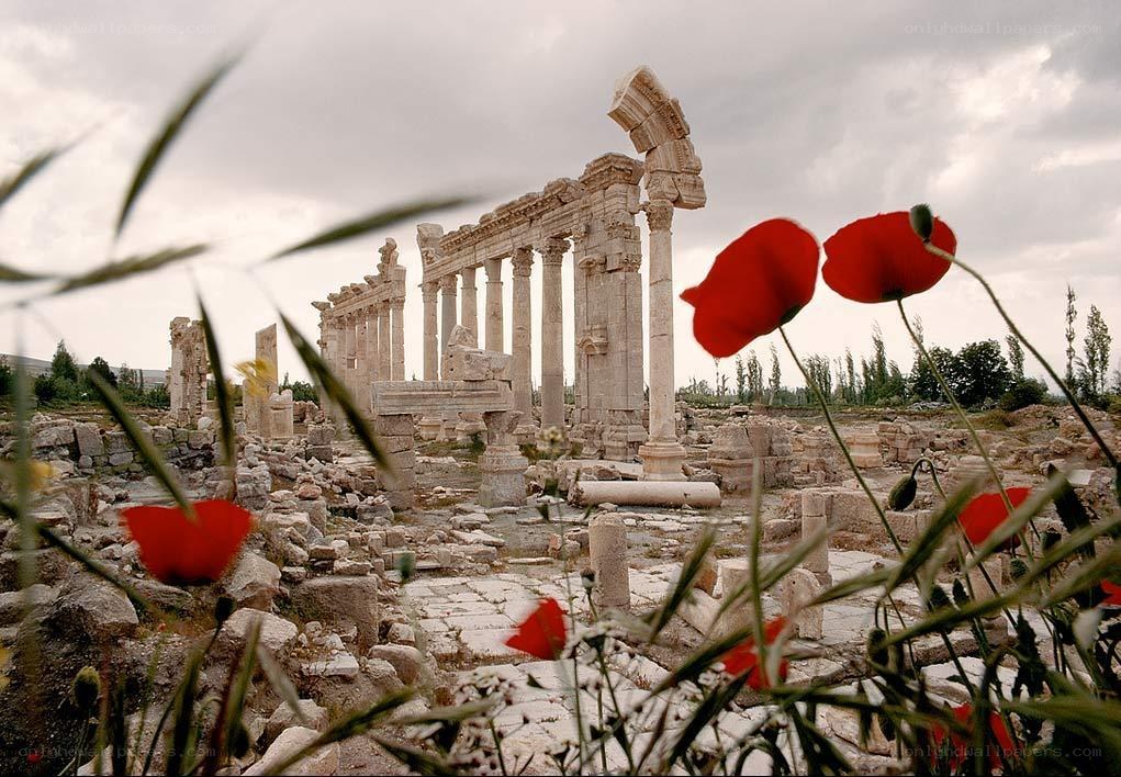 Ancient ruins with poppies