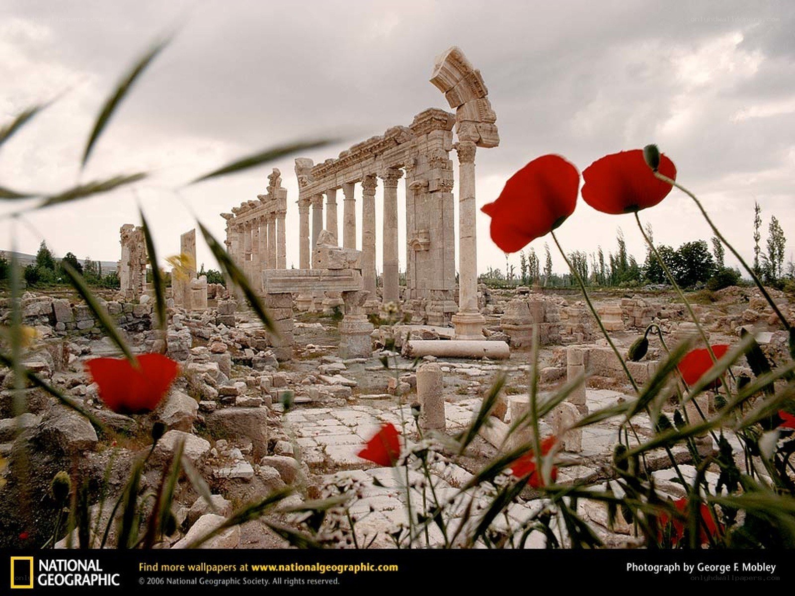 Ancient ruins with poppies