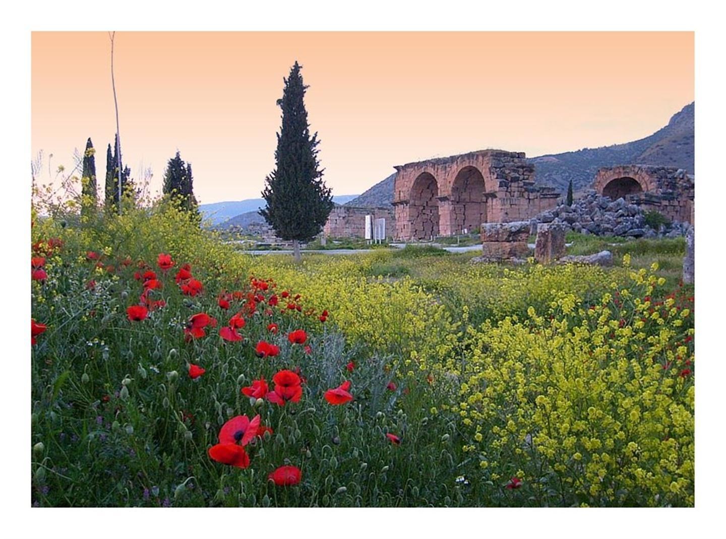 Ancient ruins with wildflowers