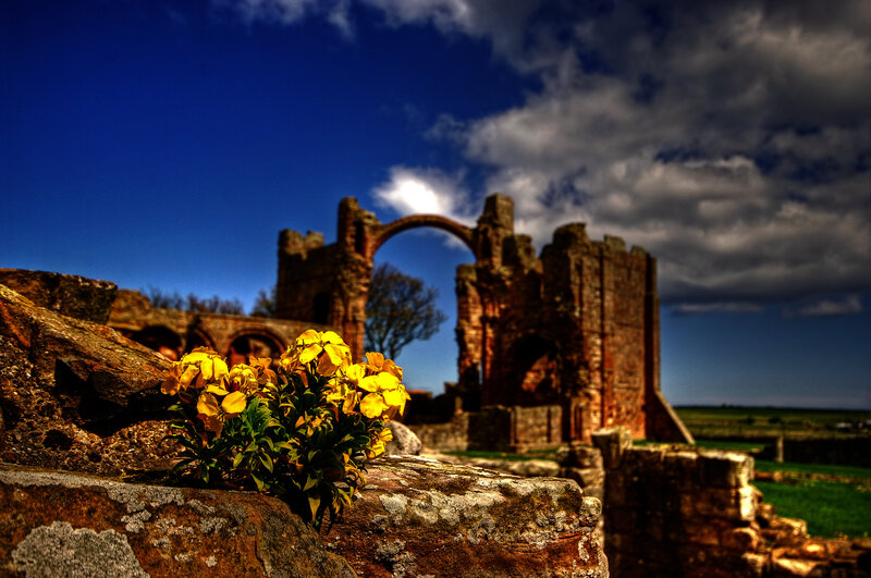 Ancient ruins with yellow flowers