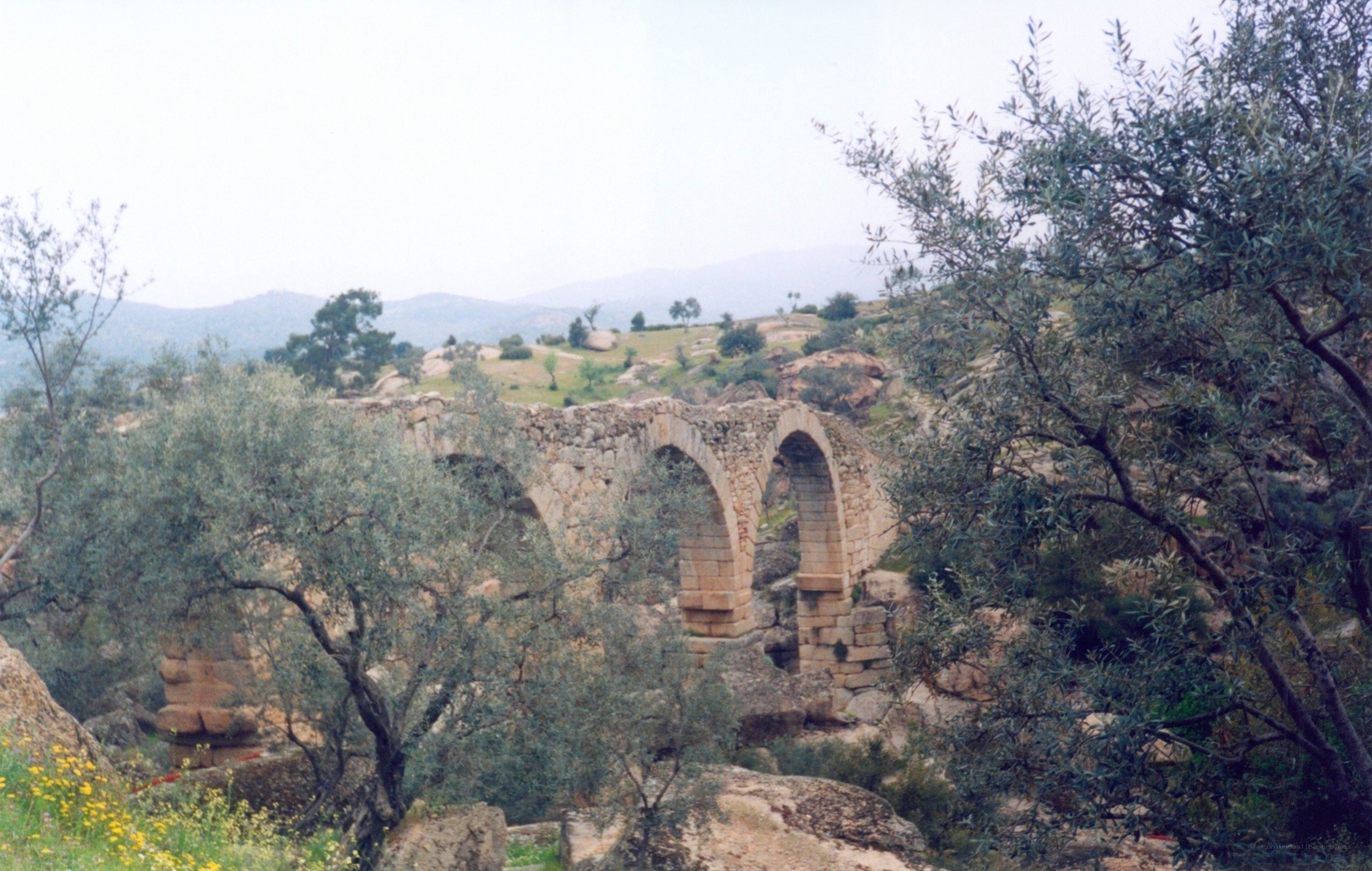 ancient stone bridge in olive grove