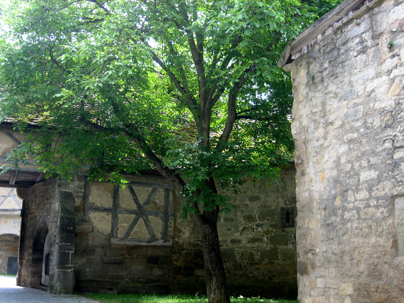 ancient stone courtyard with tree