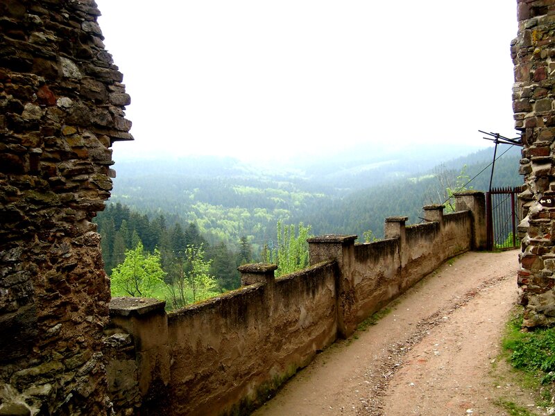 ancient stone path with forest view