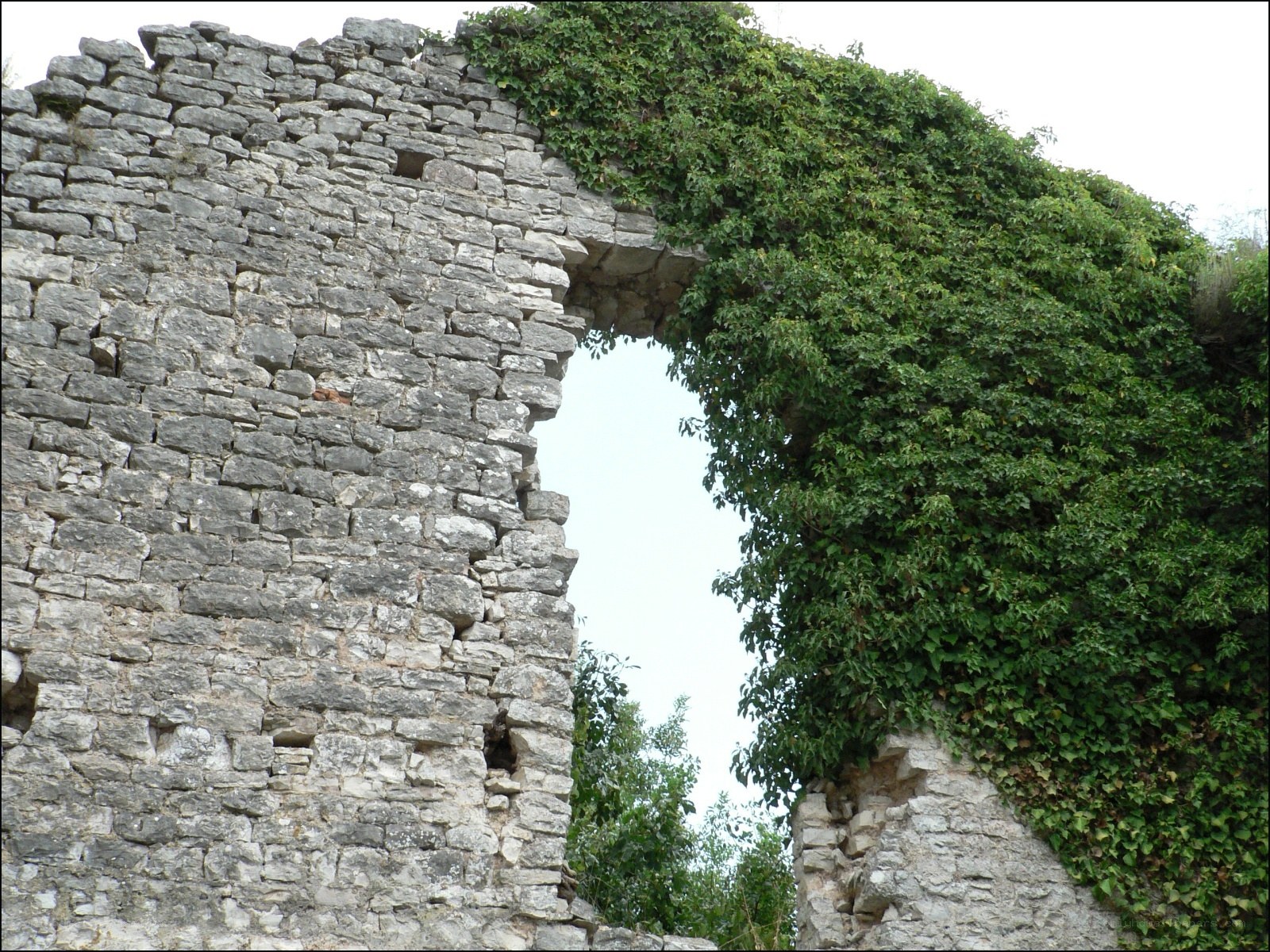 ancient stone ruin with ivy